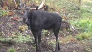preview picture of video 'Steve MacDonald Master Maine Moose Caller'