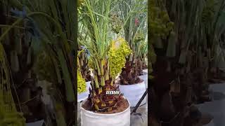Download lagu Potted Dates Bear Abundant Fruit #dates #datefarmers #agriculture #tips #tricks mp3