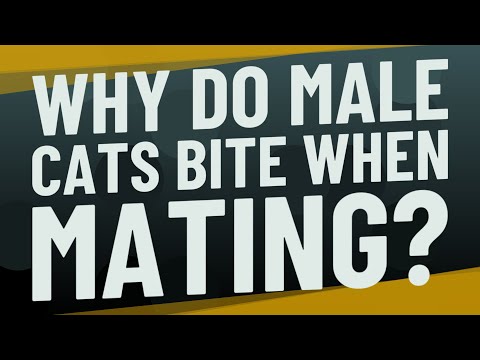 Why do male cats bite when mating?