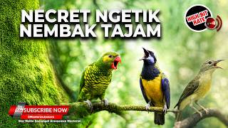 Download lagu 🔴 Live Masteran Mewah Cucak Cungkok Gacor Panjang vs Kolibri Manggar Betina Gacor vs Perkici Gacor mp3
