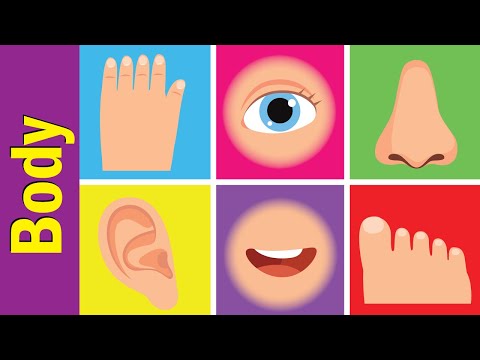 My Body Vocabulary Chant for Kindergarten Kids | Fun Kids English