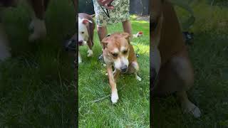 Video preview image #1 Feist Terrier-Unknown Mix Puppy For Sale in Arlington, VA, USA