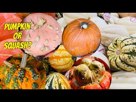 , title : 'What is the difference between pumpkin and squash? #pumpkin #squash'