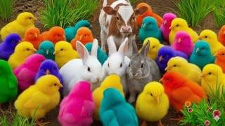 Download lagu Menangkap Bebek Lucu dan Ayam Rainbow warna warni,Bebek Angsa Kelinci Lucu!! mp3 Download lagu Menangkap Bebek Lucu dan Ayam Rainbow warna warni,Bebek Angsa Kelinci Lucu!! mp3