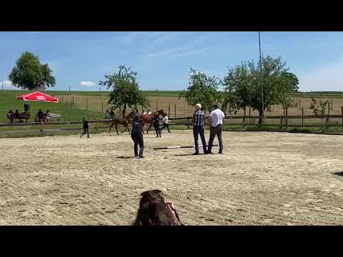 Hengstfohlen von Innenminister xx aus der Corben von Balisto Z