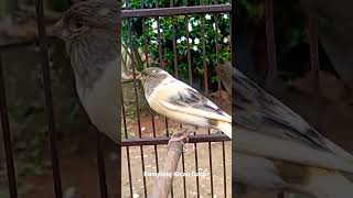 Download lagu kenari paud belajar bunyi baru satu bulan sudah mulai gacor tidak berapa lama bisa jadi masteran mp3