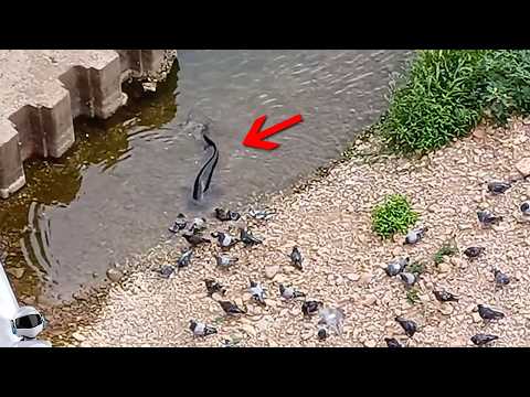 Не Для Слабонервных! Битвы Животных без Правил, Снятые на Камеру