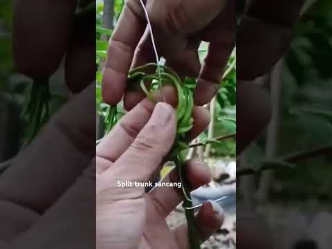 🔴 Split trunk sancang #bonsai