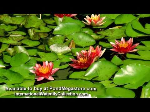 Andreana Hardy waterlily changeable, small-medium ponds and watergardens