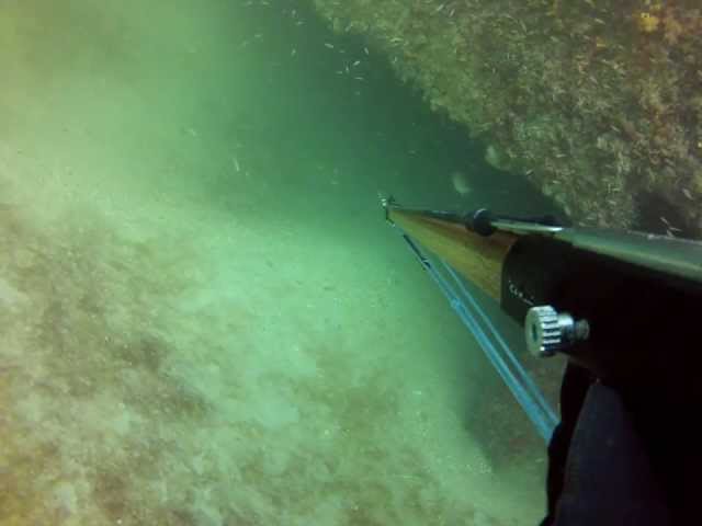 Veterans Reef Dive, Goliath Grouper Attacks Spear Fisher