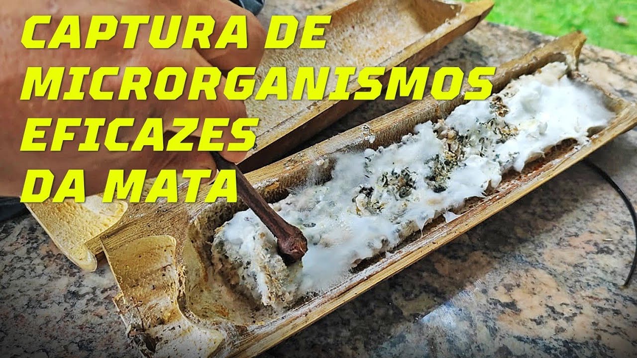 Captura e Multiplicação de Microrganismos Eficazes na Mata com Rodrigo Sanches no Plantar em Casa