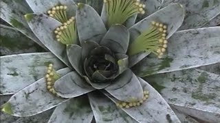 preview picture of video 'Brazil 3 ブラジルに食虫植物を求めて　Genlisea,Utricularia,Drosera,'