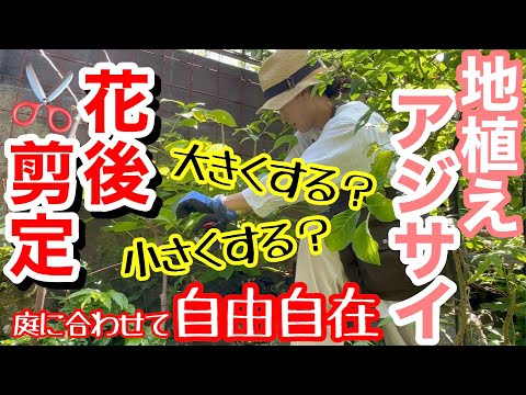 アジサイの美しい開花を保証するものは何ですか？関連する剪定、優先肥料、または雨からの保護?  庭園