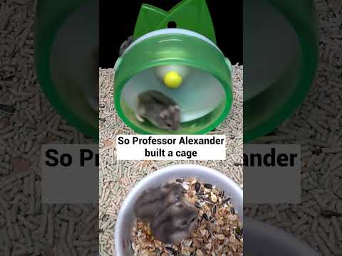 What An Experiment With Rats Teaches Us About Addiction | Johann Hari