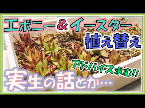 イースターサボテン 植物