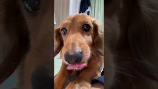 ダックス飼い主のリアルな目線… #カニンヘンダックス #ダックス #犬との暮らし #pov
