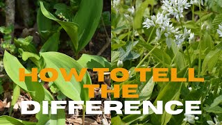 Lily of the Valley & Wild Garlic / Important things to know