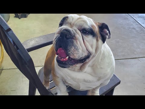 Zeena has a redneck spa day #viral #bassethound #pets #shortsfeed