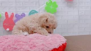 ハーフ犬の動画01