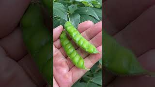 Download lagu Kacang GUDE #buahmajujaya #fruit #buahbuahansegar #makanbuah #buah mp3