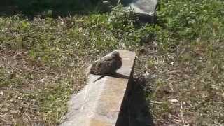 Mother and Baby Dove Day 2