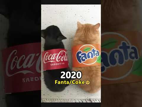 Most Nostalgic Cat and Doge Memes Then and Now❤️🥺