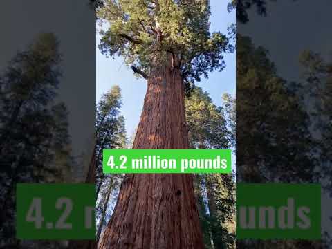 HOW big is the BIGGEST tree in the WORLD?! 🤯 #shorts #nature