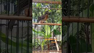 Download lagu Murai Trotol Jantan Ngeriwik mp3 Download lagu Murai Trotol Jantan Ngeriwik mp3