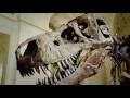 Sue The Dinosaur Finds A New Home In Chicago Decades TV Network