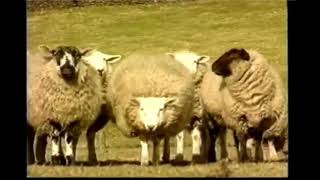 The Macc Lads - No Sheep &#39;til Buxton (Alternate version)