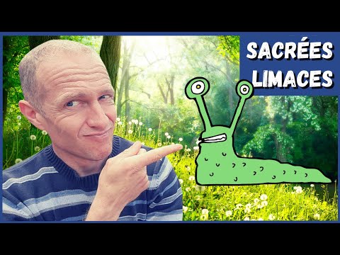 Limaces - On en parle !