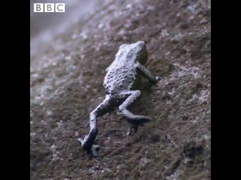 PEBBLE TOAD
