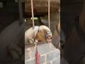 Little Shetland syndrome!  #horse #horseriding #equestrian #pony #horselover #stallion #trending