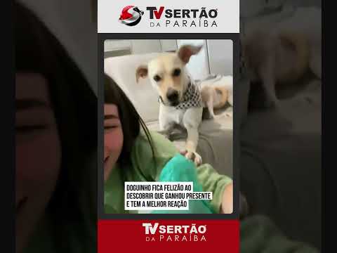 Feliz no simples: doguinho percebe que ganhou presente e sua reação conquista a web