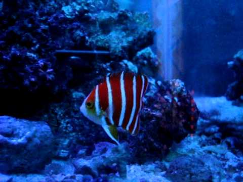 Paracentropyge Boylei ペパーミントエンゼルフィッシュ