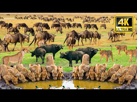 4K African Animals: Hwange National Park - Amazing African Wildlife Footage with Real Sounds in 4K