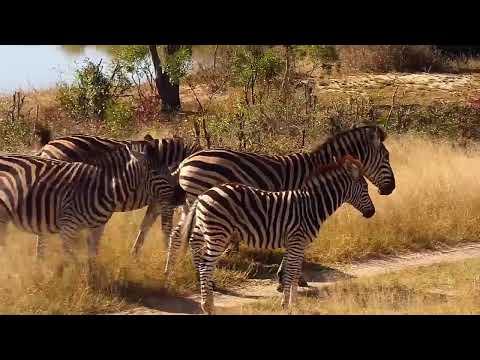 Djuma Private Game Reserve Live Stream