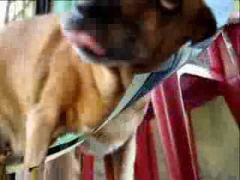 DINOSAURIO REAL !!!  , Y VIVO  !