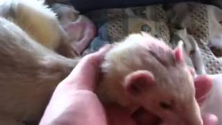 Craigslist ferret victim