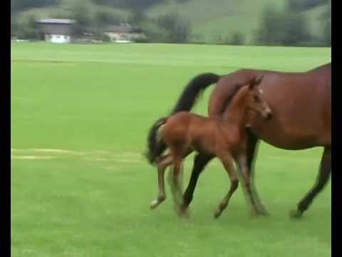 Stutfohlen v. Diarado (Diamant de Semilly x Corrado I), geb. 2012, ***FOR SALE***