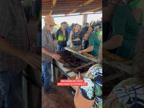 MOAGEM NO SÍTIO MALHADA ACOPIARA CEARÁ