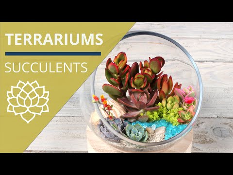 DIY Succulent Terrariums -- Plants & Care Tips