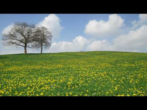 Jamilanda - Samen der Träume Video-Thumbnail von YouTube