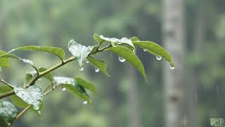 Som de Chuva nas Folhas 🌧 10 HORAS 🌧 Chuva para Dormir e Relaxar