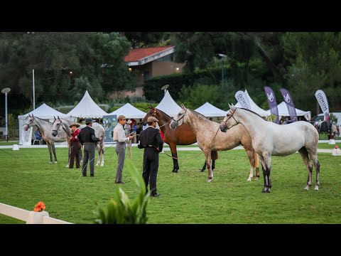 𝐈𝐧𝐭𝐞𝐫𝐧𝐚𝐭𝐢𝐨𝐧𝐚𝐥 𝐋𝐮𝐬𝐢𝐭𝐚𝐧𝐨 𝐇𝐨𝐫𝐬𝐞 𝐒𝐡𝐨𝐰 𝟐𝟎𝟐𝟏 𝐇𝐢𝐠𝐡𝐥𝐢𝐠𝐭𝐡𝐬