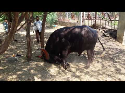 Abdul azim khan hela