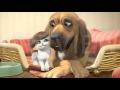 Cat and Dog Wenn ich an dich denk | Schmetterling ...
