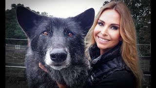 HIGH CONTENT WOLFDOGS - Should you have one?