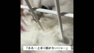 ディアちゃんの新しいオモチャ発見！？
