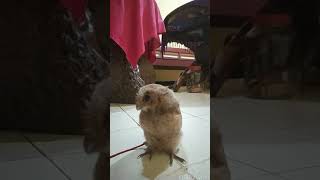 Download lagu Suara burung hantu celepuk/ceguk🦉 mp3